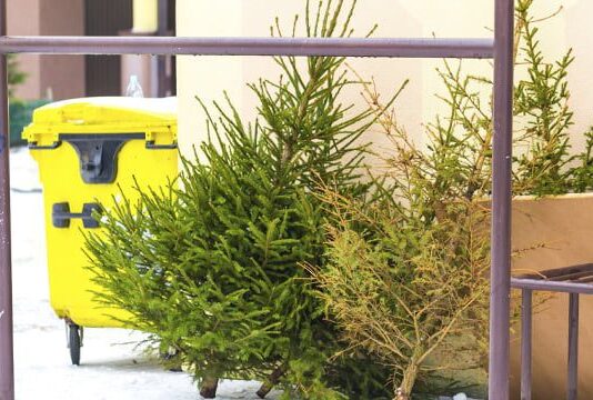 Хвойный ажиотаж: где живет елка после праздников?