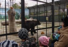 В Одессе медвежий день