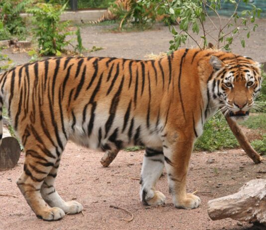 В Одессе появился новый полосатый гражданин