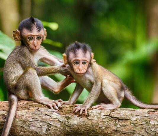 День малюка в Одеському зоопарку