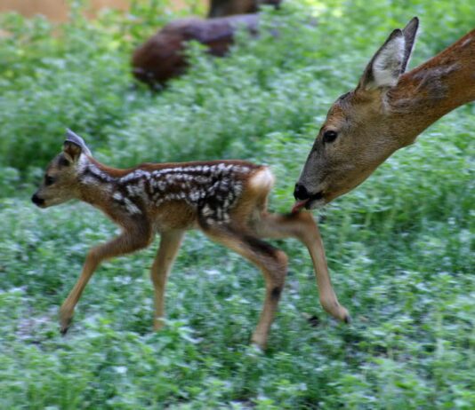 Де в Одесі купити слона?