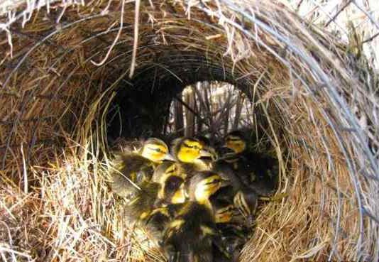 В Одесской области начали эксперимент с целью увеличить количество диких уток
