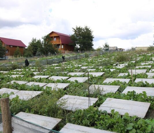 В Одеській області вирощують середземноморський делікатес