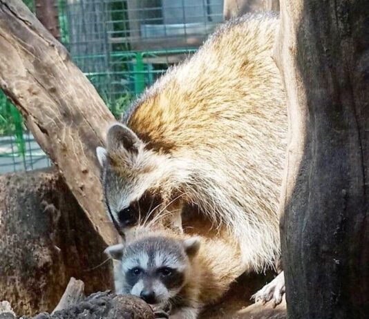 27 сентября в зоопарке Одессы подведение итогов конкурса «Дай имя малышу»