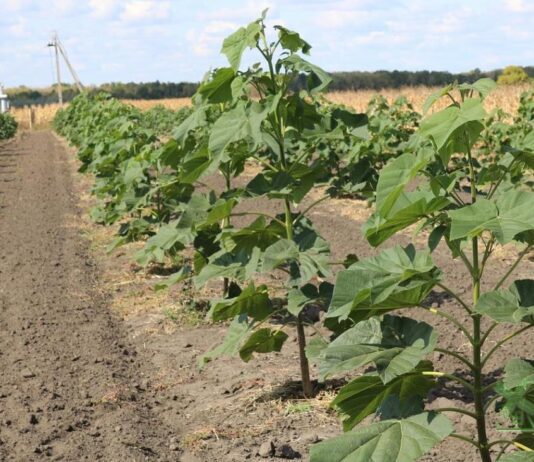 В Одесской области высадили растение из которого производят биотопливо