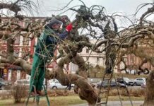 Омоложение вековых софор на театральной площади