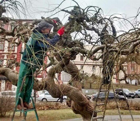 Омоложение вековых софор на театральной площади