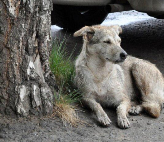 В Черноморске назначена награда за догхантера