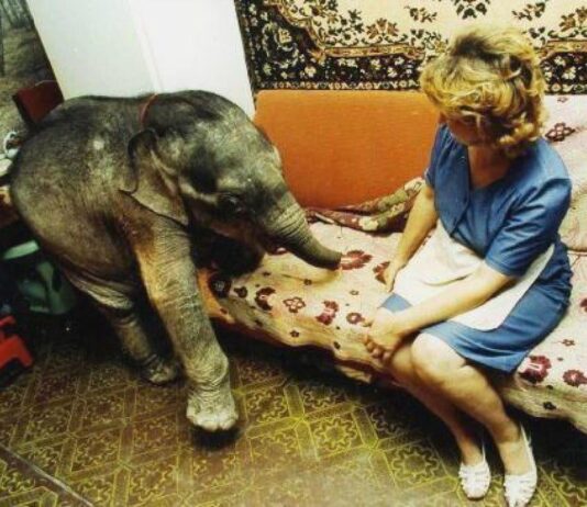 В Одеському зоопарку слониха Венді відзначила своє 40-річчя