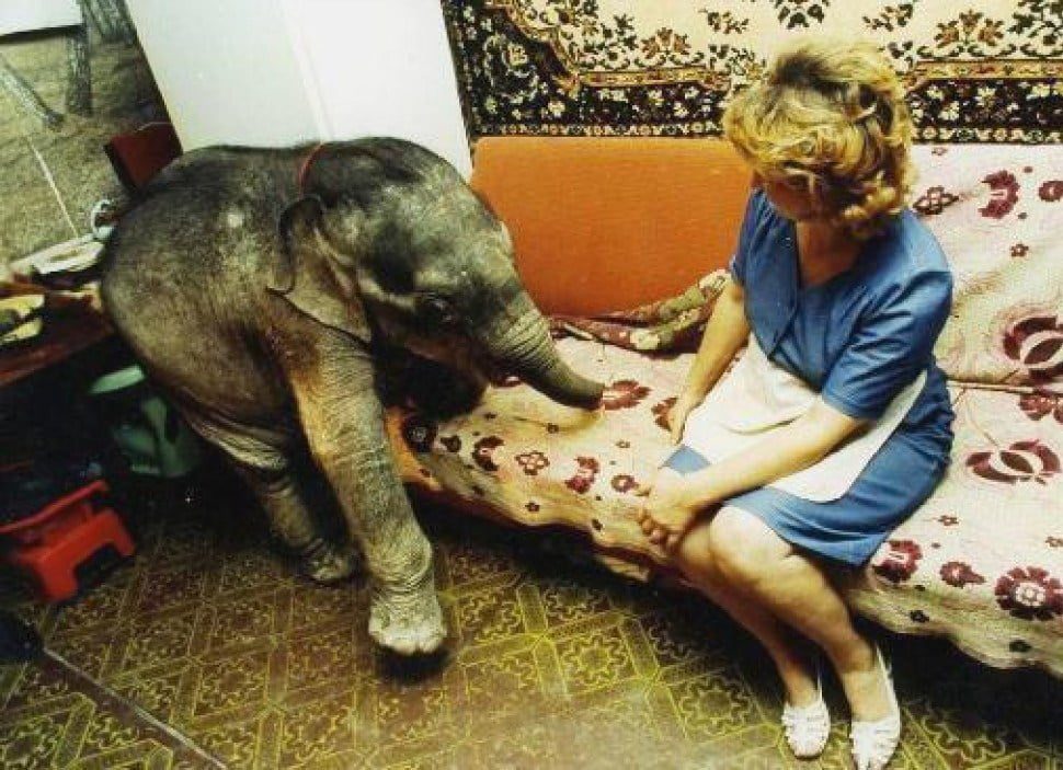 Слоненок Фантик