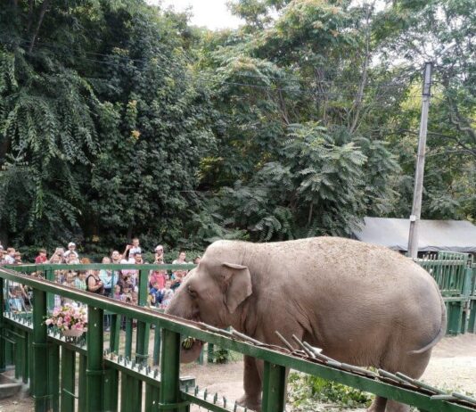 В Одесском зоопарке слониха Венди отметила свое 40-летие