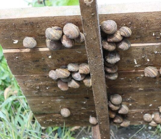 В Одесской области выращивают средиземноморский деликатес