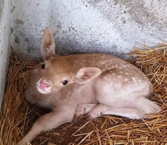 27 вересня в зоопарку Одеси підведення підсумків конкурсу «Дай ім’я малюку»