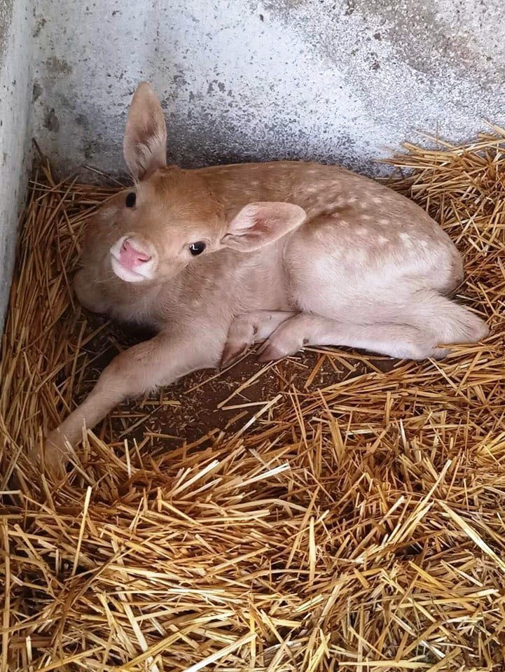 в Одесском зоопарке 13 детенышей