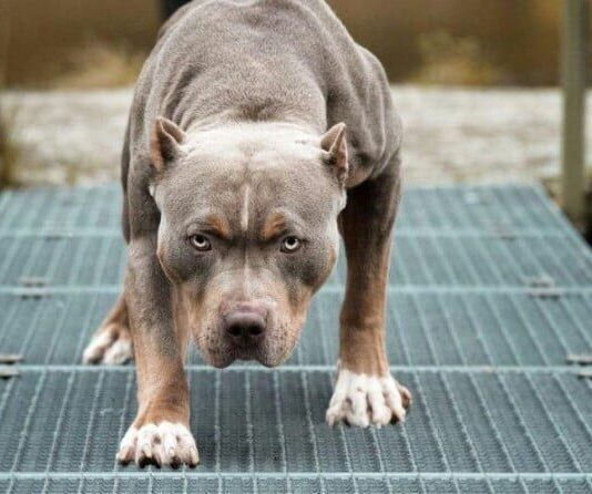 Неуправляемый пес или как на одной из одесских улиц собака чуть не порвала женщину