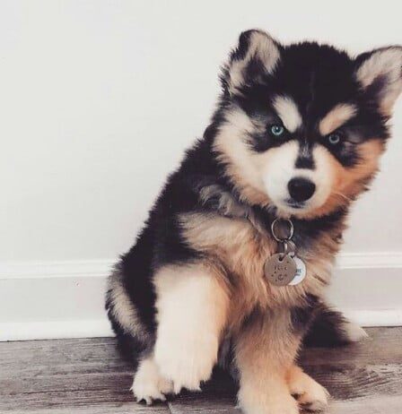 Грустная радость или как для одесситов закончилась покупка собаки