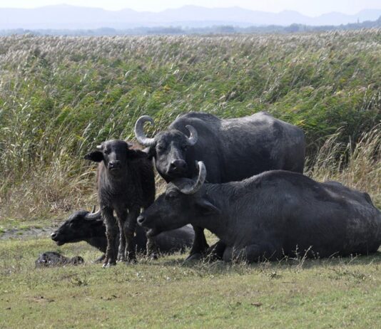 Из-за нехватки еды, эвакуируют буйволов в Одесской области