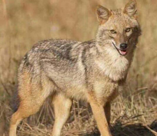 Проблема шакалов в Одесской области