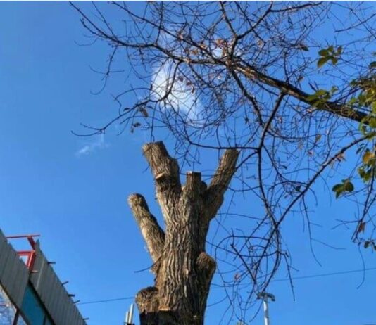 Спасательная операция «Тополь» или возрождение легендарного тополя на Торговой