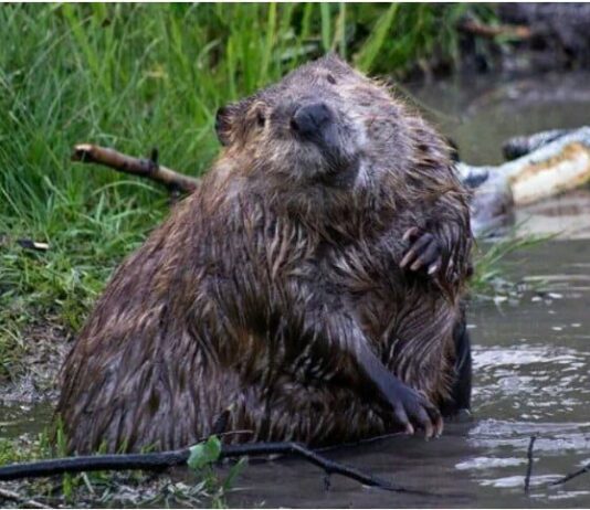 Впервые за последние 100 лет: в Одесскую область вернулись бобры