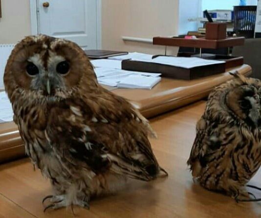 «Кто-то находит, кто-то теряет»: Одесскому зоопарку передали сов, которых перед этим забрали у фотографов