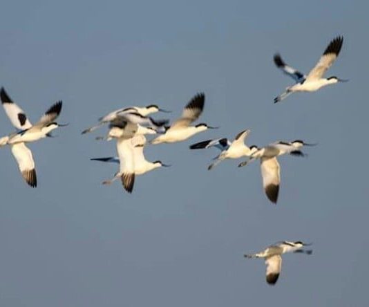 В Одесскую область прилетели редкие птицы