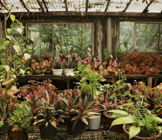 От пустоши до Эдема: что собой являет одесский ботанический сад