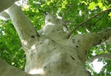 Электронные паспорта одесских деревьев