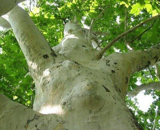 Электронные паспорта одесских деревьев