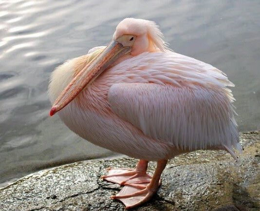Они улетали, но обещали вернуться: в Одесскую область вернулись розовые пеликаны