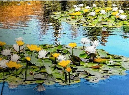 В одесском пруду скоро распустятся кувшинки