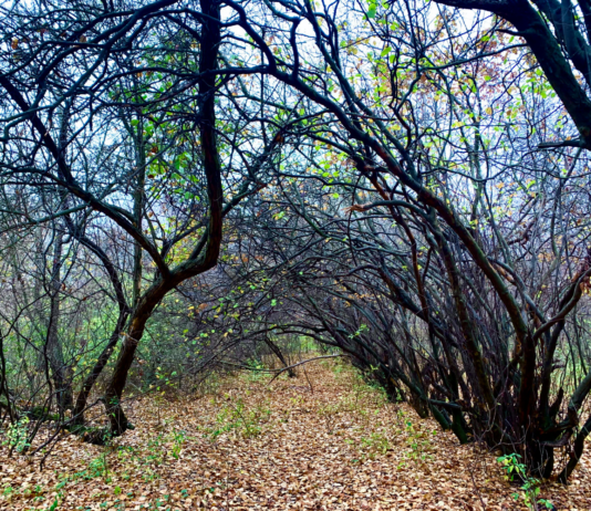Одесский лесопарк: история и состояние