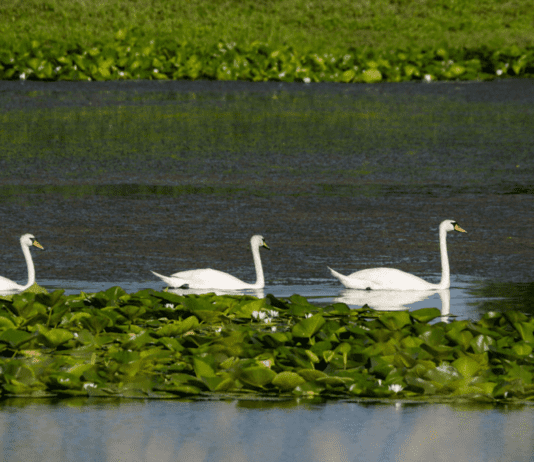 Удивительные пейзажи: озера Одесской области