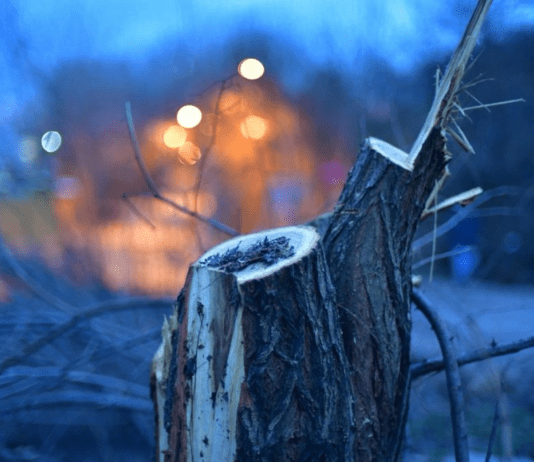 Вырубка деревьев в Одессе: возможные последствия для города