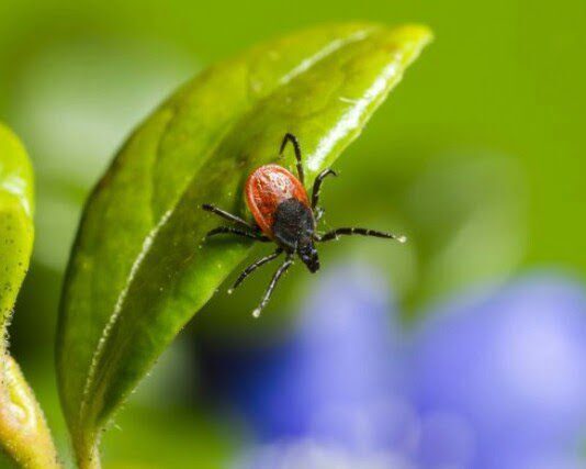 Осторожно, клещи! Или 4 совета одесситам в случае встречи с опасным насекомым