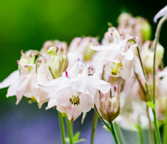 Краски близкого лета — буйство цветения Ботанического сада