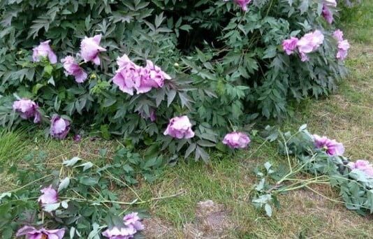 Вандалы в Одесском ботаническом саду: вытоптано и сломано большое количество уникальных растений