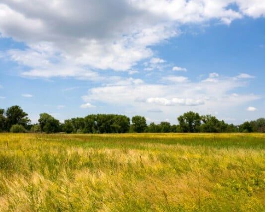 Восстановление диких степей в Одесской области