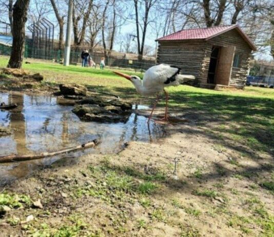 Об истории возникновения Одесского зоопарка и его основателе — великом мечтателе Бейзерте