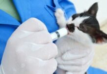 В Одессе начинается процесс бесплатной стерилизации бездомных животных