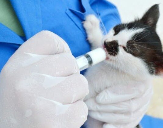 В Одессе начинается процесс бесплатной стерилизации бездомных животных