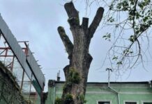 Возрождение двухсотлетнего тополя в центральной части Южной Пальмиры