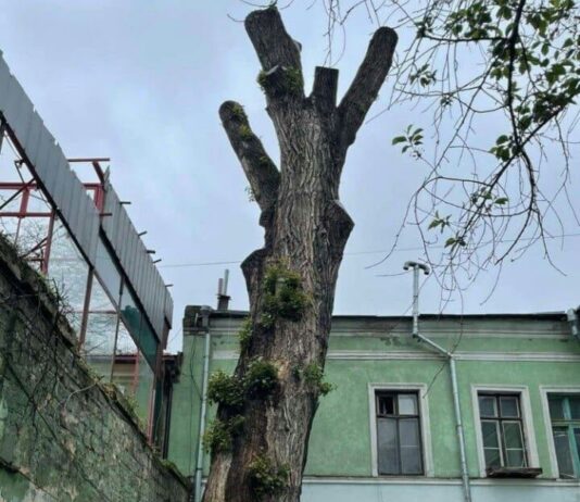 Возрождение двухсотлетнего тополя в центральной части Южной Пальмиры