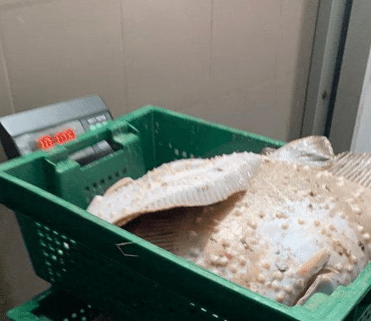 Морские богатства, которые привлекают браконьеров