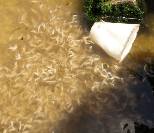 Замор креветок в Хаджибейском лимане: обычный природный процесс или маркер проблем с экологией?