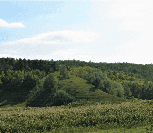 Природное разнообразие: насколько богаты флора и фауна Одесской области