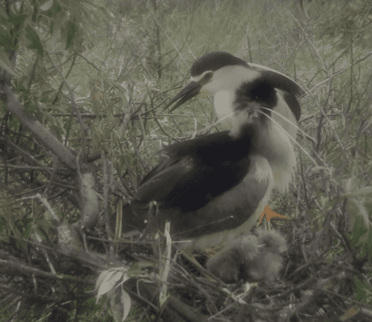 В «Тузловских лиманах» появилась колония квакв