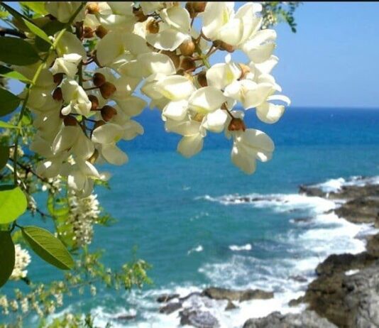 История ароматного символа Одессы — белой акации