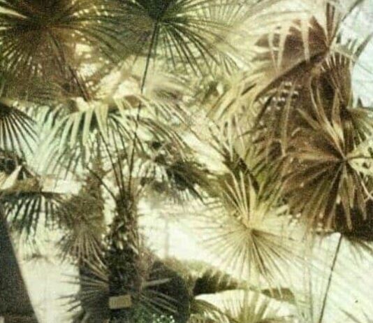 О Ботаническом саде — зелёном одесском оазисе