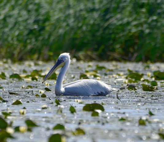 Добро пожаловать, птицы! На Дунае обустраивают места для гнездования пеликанов